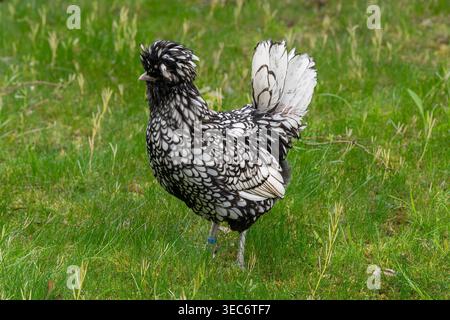 Nancy, Frankreich - Blick auf ein weibliches Padovana-Huhn in einem Hühnerstall in einem Park in der Stadt Nancy. Stockfoto