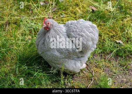 Nancy, Frankreich - Blick auf eine weibliche Pekin Bantam in einem Hühnerstall in einem Park in der Stadt Nancy. Stockfoto