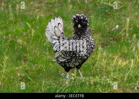 Nancy, Frankreich - Blick auf ein weibliches Padovana-Huhn in einem Hühnerstall in einem Park in der Stadt Nancy. Stockfoto