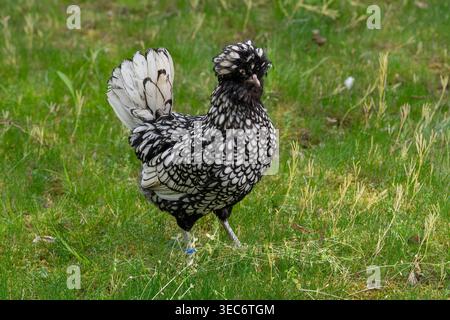 Nancy, Frankreich - Blick auf ein weibliches Padovana-Huhn in einem Hühnerstall in einem Park in der Stadt Nancy. Stockfoto