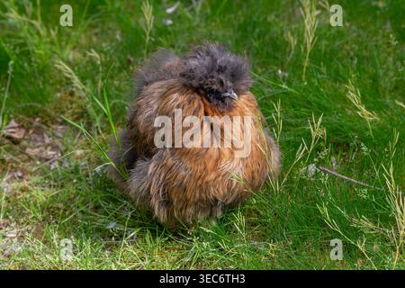 Nancy, Frankreich - Blick auf eine weibliche Seide in einem Hühnerstall in einem Park in der Stadt Nancy. Stockfoto