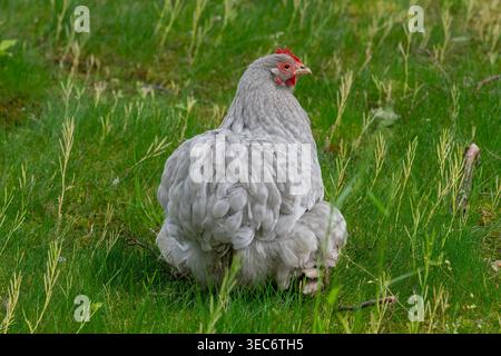 Nancy, Frankreich - Blick auf eine weibliche Pekin Bantam in einem Hühnerstall in einem Park in der Stadt Nancy. Stockfoto