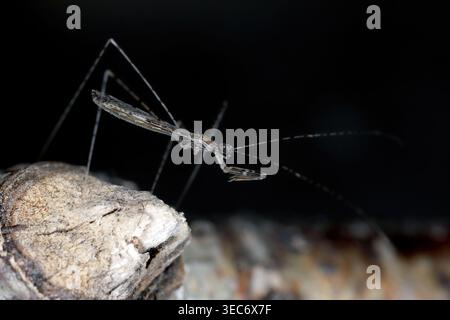 Seitenansicht von Empicoris vagabundus, fadenbeiniger Käfer in der Familie Reduviidae, Assassin Bugs. Stockfoto