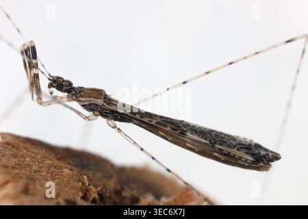 Empicoris vagabundus, fadenbeiniger Käfer in der Familie Reduviidae, Assassin Bugs. Ein kleines Raubtier, das Pflanzenschädlinge und andere kleine wirbellose Tiere jagt Stockfoto