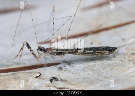 Seitenansicht von Empicoris vagabundus, fadenbeiniger Käfer in der Familie Reduviidae, Assassin Bugs. Stockfoto