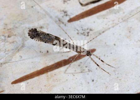 Draufsicht auf Empicoris vagabundus, fadenbeinige Käfer in der Familie Reduviidae, Assassin Bugs. Stockfoto