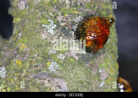 Saft, der aus dem Stamm eines Pflaumenbaums in einem Garten oder Obstgarten austritt. Ein Symptom einer Krankheit, einer Pilzinfektion oder einer Verletzung. Stockfoto