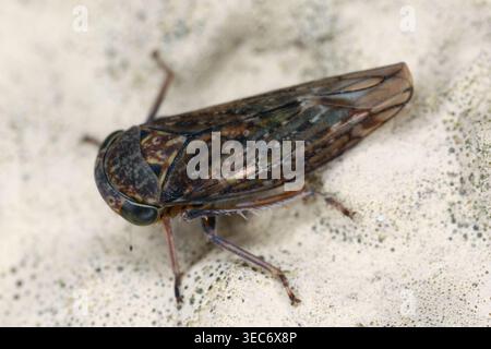 Frühe Laubhüttenarten (Acericerus ribauti) aus der Familie der Cicadellidae Stockfoto