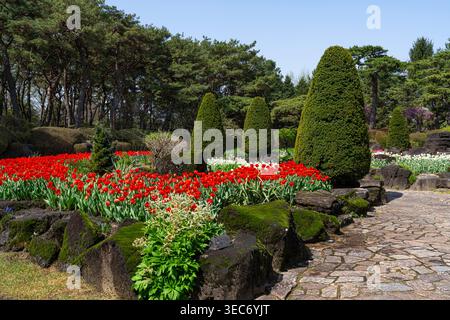 Ein gewundener Steinweg führt durch einen ruhigen botanischen Garten, in dem leuchtende rote und weiße Tulpen auf moosbedeckten Felsen blühen, eingerahmt von Skulpturen Stockfoto
