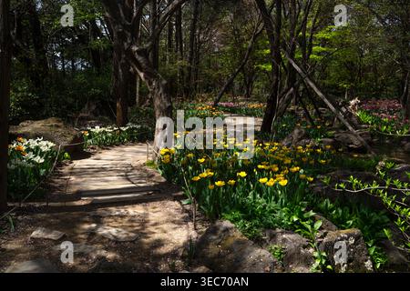 Ein gewundener Holzsteg führt durch einen sonnendurchfluteten Waldgarten, in dem leuchtende gelbe, weiße und rosa Tulpen inmitten von zerklüftetem Felsen blühen Stockfoto