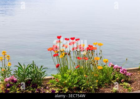 Schöne bunte Mohnblumen wachsen in einem Blumenbeet am See Stockfoto