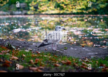 Jugendliche Heringsmöwe am Teich im St. Stephen's Green Park, Dublin, Irland Stockfoto