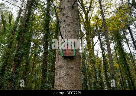 Kleine grüne und braune Feentür am Tall Tree Trunk in Belleek Woods, Ballina, Irland Stockfoto
