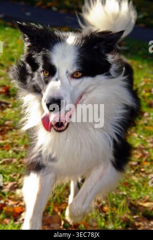 Border Collie läuft schnell durch das Gras während des sonnigen Nachmittags in einem Park mit Blättern auf dem Boden Stockfoto