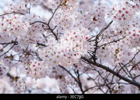 Nahaufnahme der Rosa Japanischen Kirschblüten in Tokio Japan Stockfoto