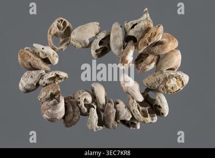 Muschelkette oder -Armband, unbekannte nordmesopotamische Werkstatt, Schmuck, frühe Jazira III Periode um 2600–ca. 2350 V. CHR. Halskette oder Armband bestehend aus 6 ganzen und 21 geschliffenen Hälften von Engina mendicaria Muscheln. Bei ganzen Schalen wurde die Gewindebohrung durch Abschleifen der Oberfläche des unteren Wirbels gegenüber der Bohrung hergestellt. Diese Schalen, die nun stumpf und stark verfärbt waren, hatten ursprünglich eine glänzende Oberfläche mit einigen diagonalen braunen Streifen auf weißem oder gelblichem Hintergrund. Frühe Dynastie III. Periode; Al-Jazira nördliches Mesopotamien, Khaburbecken, Tell Rad Shakra nordöstliches Syrien. Dekoration; Stockfoto