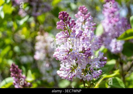 Syringa vulgaris, Fliederblüten im Frühjahr, Nahaufnahme von zarten lila und weißen Blüten Stockfoto