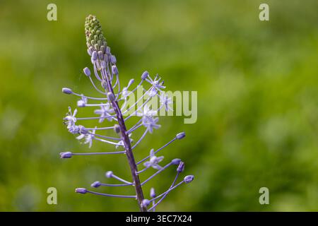 Violette scilla-Blüten (Scilla hyacinthoides) mit zarten Blüten und ungeöffneten Knospen auf einem hohen Stiel, die auf einem weichen grünen Hintergrund stehen Stockfoto