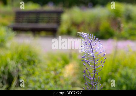 Violette scilla-Blüten (Scilla hyacinthoides) mit zarten Blüten und ungeöffneten Knospen auf einem hohen Stiel, die auf einem weichen grünen Hintergrund stehen Stockfoto