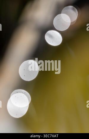 Bokeh-Lichtkreise bilden ein weiches abstraktes Muster und erzeugen einen beruhigenden und unscharfen Hintergrund mit sanften Farbübergängen und unscharfen Farbtönen Stockfoto
