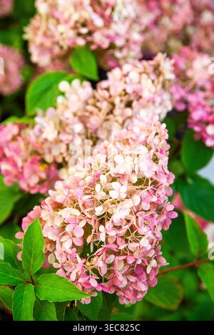 Rosafarbene Hortensie blüht im Sommergarten. Geblümter Hintergrund des Buschs Hortensia Blütenknospe. Stockfoto