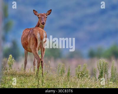 Rotwild, die auf einer Almwiese in Valchiavenna warnen Stockfoto