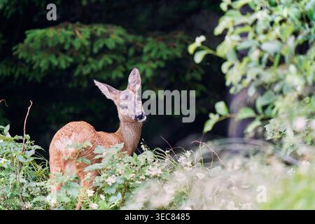 Neugierige Rehe, die am Waldrand in Valchiavenna auftauchen Stockfoto