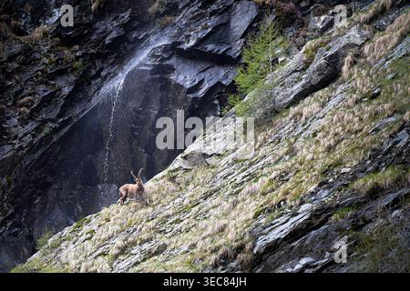 Rehmutter und Rehkitz im Alpenwald in Valchiavenna, Lombardei, Italien Stockfoto