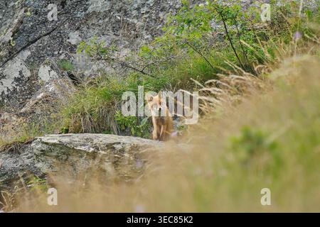 Junger Rotfuchs versteckt sich zwischen Felsen und Gras in Valchiavenna, Lombardei, Italien Stockfoto