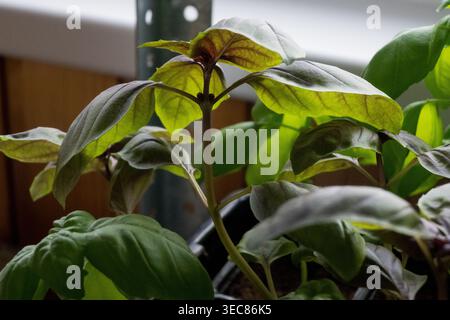 Basilikumpflanzen wachsen in Töpfen in einem Innengarten. Natürliches Licht scheint auf die Blätter. Die Pflanzen wirken gesund und lebendig in dieser häuslichen Umgebung. Stockfoto
