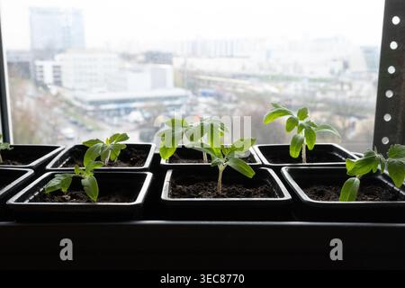 Töpfe mit jungen Pflanzen sind auf einer Fensterbank angeordnet. Die Stadtansicht ist im Hintergrund zu sehen. Es ist tagsüber und die Pflanzen bekommen Sonnenlicht. Stockfoto