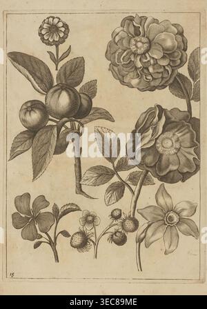 Blumenkomposition; Frederik de Wit ca. 1630–1706; junger Schöpfer; Jeremias Falck ca. 1609–1677 Stecher; Falck, Florum Icones, 1662 — Illustration; Themen: Blumen, Erdbeeren, Rosen, Früchte; Themen: Musterbücher, Dekorationsmuster, Botanik; Stil: Niederländisch; polnische und französische Grafikeinflüsse; Datum: nach 1662; Format: Album; Abmessungen: Höhe 21,4 cm, Breite 15,9 cm., das Bild zeigt eine detaillierte botanische Illustration mit schwarzer und brauner Tinte auf einem beigefarbenen Hintergrund, mit einer Gruppe von mehreren Blüten und Fruchtstämmen. Es gibt große mehrschichtige Blüten mit vielen abgerundeten Blütenblättern, einige kleinere Stockfoto