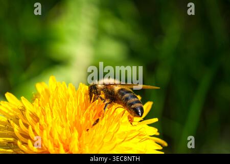 Honigbiene sammelt Pollen auf einer Löwenzahn-Blüte in einem Gartenbiotope, was die natürliche Bestäubung und die Anziehungskraft von Insekten hervorhebt Stockfoto