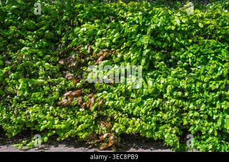 Hellgrüne Blätter auf einer Buchenhecke. Stockfoto