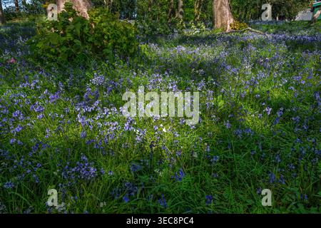 Unter den sanften Baumkronen verwandelt sich ein Waldboden in einen lebendigen Wandteppich aus Blauglockenblüten, die in der warmen Umgebung des Frühlings blühen. Na Stockfoto