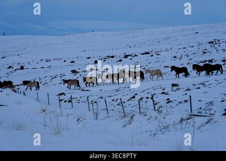 Pferde, die durch die schneebedeckte Winterlandschaft unter einer schneebedeckten Bergherde in Line wandern Stockfoto