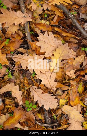 Herbsteichenblätter auf Waldboden, natürlicher Hintergrund mit saisonaler Textur Stockfoto