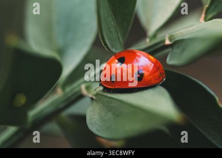 Marienkäfer auf grünem Blatt Makro, rotes Marienkäfer Insekt aus nächster Nähe in der Natur Stockfoto