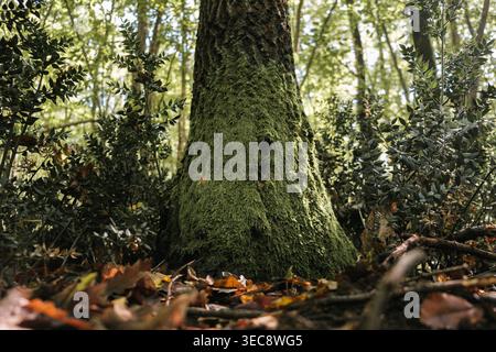 Moosbedeckte Baumstammbasis im Wald, grüne Waldstruktur aus nächster Nähe Stockfoto