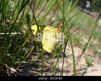 Orange Schwefel Schmetterling Thront Auf Gras Stockfoto