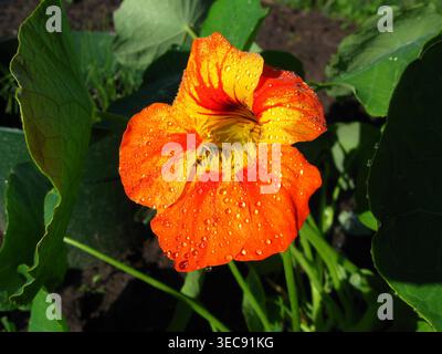 Frische Orange Und Gelbe Kapuzinerkresse Stockfoto