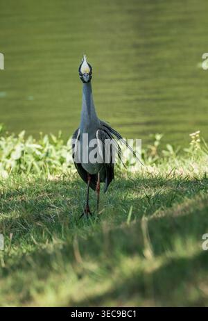 Der gelbgekrönte Nachtreiher spaziert auf dem Gras im Legacy Hills Park in Georgetown, Texas. Wasser und grüne Pflanzen sind sichtbar. Stockfoto
