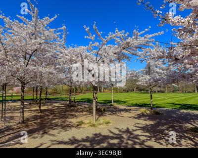 Yoshino Kirschblüte in voller Blüte in der Nähe des Haupteingangs im RHS Wisley, an einem sonnigen Frühlingsmorgen in Wisley, Surrey, Großbritannien Stockfoto