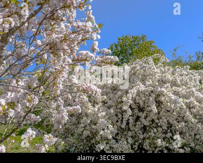 Die blühenden Yoshino-Kirschbäume säumen den Cherry Walk, der an hellen Frühlingstagen zum Eingang des gemäßigten Hauses in Kew Gardens führt Stockfoto