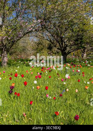 Eine wilde Wiese voller blühender Tulpen an einem Frühlingsnachmittag in Kew Gardens, den Royal Botanic Gardens, Kew im Südwesten Londons, Großbritannien Stockfoto