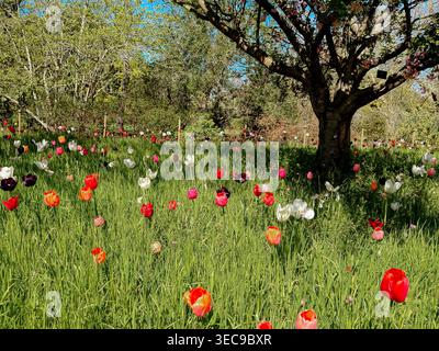 Eine wilde Wiese voller blühender Tulpen an einem Frühlingsnachmittag in Kew Gardens, den Royal Botanic Gardens, Kew im Südwesten Londons, Großbritannien Stockfoto