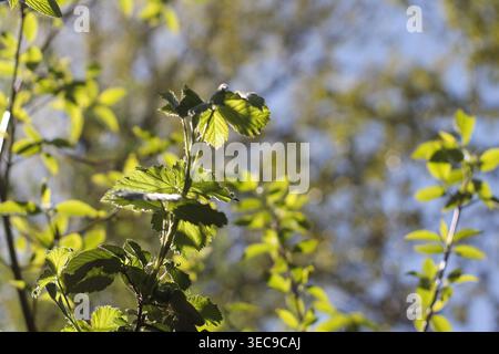 Junger Und Frischer Himalaya-Brombeerbramble Stockfoto
