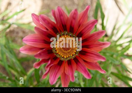 Dunkelrosa Gazanenblume mit dunklem Ring und orangefarbenem Zentrum im grünen Grashintergrund, Großansicht von oben mit weichem Fokus, Naturfotografie Stockfoto