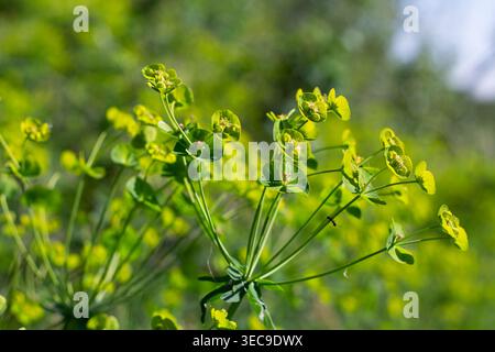 Little Ant erkundet Eine grüne Spurge-Blume für Sweet Nectar Stockfoto
