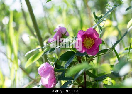 Wilde Rose Im Wunderschönen Bokeh Und Verflecktem Sonnenlicht Stockfoto